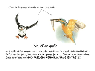 ¿Son de la misma especie estas dos aves?:




                        No. ¿Por qué?
A simple vista vemos que hay diferencias entre estos dos individuos:
la forma del pico, los colores del plumaje, etc. Dos seres como estos
(macho y hembra) NO PUEDEN REPRODUCIRSE ENTRE SÍ
 
