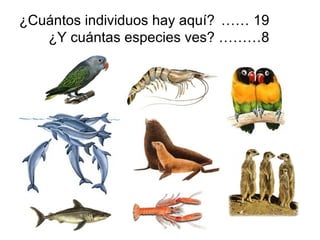 ¿Cuántos individuos hay aquí? …… 19
   ¿Y cuántas especies ves? ………8
 