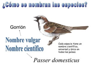 Gorrión


                   Cada especie tiene un
                   nombre científico,
                   universal y único en
                   todos los países.



          Passer domesticus
 