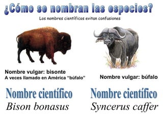 Los nombres científicos evitan confusiones




Nombre vulgar: bisonte
A veces llamado en América “búfalo”           Nombre vulgar: búfalo




Bison bonasus                            Syncerus caffer
 