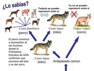 Ya no se pueden
                        Todavía se pueden      reproducir entre sí
                        reproducir entre sí




         Canis familiaris        Canis lupus       Vulpes vulpes
        (perro)                     (lobo)           (zorro)

El perro comenzó
a acompañar al
ser humano
desde la
Prehistoria.
Estudios de ADN
confirman que        Canis lupus
proviene del lobo      (lobo)        Antepasado común
y no del zorro.
 