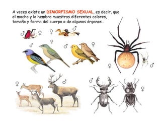 A veces existe un DIMORFISMO SEXUAL, es decir, que
el macho y la hembra muestras diferentes colores,
tamaño y forma del cuerpo o de algunos órganos…
 