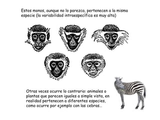 Estos monos, aunque no lo parezca, pertenecen a la misma
especie (la variabilidad intraespecífica es muy alta)




  Otras veces ocurre lo contrario: animales o
  plantas que parecen iguales a simple vista, en
  realidad pertenecen a diferentes especies,
  como ocurre por ejemplo con las cebras…
 
