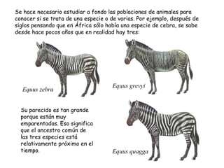 Se hace necesario estudiar a fondo las poblaciones de animales para
conocer si se trata de una especie o de varias. Por ejemplo, después de
siglos pensando que en África sólo había una especie de cebra, se sabe
desde hace pocos años que en realidad hay tres:




                                     Equus grevyi
  Equus zebra


  Su parecido es tan grande
  porque están muy
  emparentadas. Eso significa
  que el ancestro común de
  las tres especies está
  relativamente próximo en el
  tiempo.                            Equus quagga
 