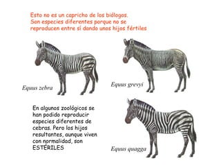 Esto no es un capricho de los biólogos.
  Son especies diferentes porque no se
  reproducen entre sí dando unos hijos fértiles




                                 Equus grevyi
Equus zebra


   En algunos zoológicos se
   han podido reproducir
   especies diferentes de
   cebras. Pero los hijos
   resultantes, aunque viven
   con normalidad, son
   ESTÉRILES                     Equus quagga
 