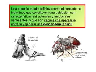 Una especie puede definirse como el conjunto de
individuos que constituyen una población con
características estructurales y funcionales
semejantes, y que son capaces de aparearse
entre sí y generar una descendencia fértil.



           El cortejo en
           las palomas




                                           Apareamiento
                                           en el ciervo
                                           volante
 