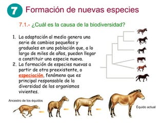 7 Formación de nuevas especies
       7.1.- ¿Cuál es la causa de la biodiversidad?

  1. La adaptación al medio genera una
     serie de cambios pequeños y
     graduales en una población que, a lo
     largo de miles de años, pueden llegar
     a constituir una especie nueva.
  2. La formación de especies nuevas a
     partir de otra preexistente, o
     especiación, fenómeno que es
     principal responsable de la
     diversidad de los organismos
     vivientes.
Ancestro de los équidos

                                                      Équido actual
 