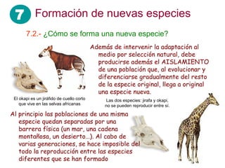 7 Formación de nuevas especies
       7.2.- ¿Cómo se forma una nueva especie?
                                           Además de intervenir la adaptación al
                                             medio por selección natural, debe
                                             producirse además el AISLAMIENTO
                                             de una población que, al evolucionar y
                                             diferenciarse gradualmente del resto
                                             de la especie original, llega a original
                                             una especie nueva.
 El okapi es un jiráfido de cuello corto        Las dos especies: jirafa y okapi,
    que vive en las selvas africanas            no se pueden reproducir entre sí.

Al principio las poblaciones de una misma
   especie quedan separadas por una
   barrera física (un mar, una cadena
   montañosa, un desierto…). Al cabo de
   varias generaciones, se hace imposible del
   todo la reproducción entre las especies
   diferentes que se han formado
 