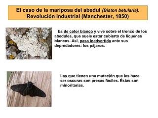 El caso de la mariposa del abedul (Biston betularia).
    Revolución Industrial (Manchester, 1850)

                  Es de color blanco y vive sobre el tronco de los
                abedules, que suele estar cubierto de líquenes
                blancos. Así, pasa inadvertida ante sus
                depredadores: los pájaros.




                   Las que tienen una mutación que les hace
                   ser oscuras son presas fáciles. Éstas son
                   minoritarias.
 