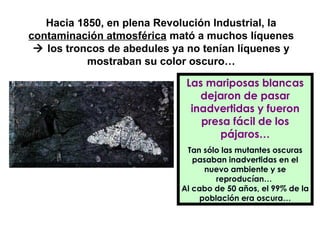 Hacia 1850, en plena Revolución Industrial, la
contaminación atmosférica mató a muchos líquenes
  los troncos de abedules ya no tenían líquenes y
           mostraban su color oscuro…

                             Las mariposas blancas
                                dejaron de pasar
                              inadvertidas y fueron
                                presa fácil de los
                                   pájaros…
                             Tan sólo las mutantes oscuras
                               pasaban inadvertidas en el
                                 nuevo ambiente y se
                                    reproducían…
                            Al cabo de 50 años, el 99% de la
                                población era oscura…
 