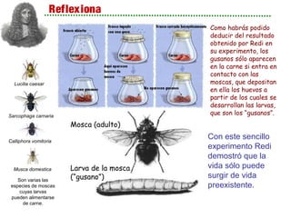 Reflexiona
                                           Como habrás podido
                                           deducir del resultado
                                           obtenido por Redi en
                                           su experimento, los
                                           gusanos sólo aparecen
                                           en la carne si entra en
                                           contacto con las
  Lucilia caesar                           moscas, que depositan
                                           en ella los huevos a
                                           partir de los cuales se
                                           desarrollan las larvas,
Sarcophaga carnaria
                                           que son los “gusanos”.
                       Mosca (adulto)

Calliphora vomitoria
                                           Con este sencillo
                                           experimento Redi
                                           demostró que la
  Musca domestica      Larva de la mosca   vida sólo puede
    Son varias las
                       (“gusano”)          surgir de vida
 especies de moscas                        preexistente.
     cuyas larvas
 pueden alimentarse
      de carne.
 