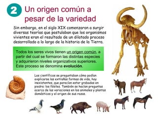 2 Un origen común a
      pesar de la variedad
Sin embargo, en el siglo XIX comenzaron a surgir
diversas teorías que postulaban que los organismos
vivientes eran el resultado de un dilatado proceso
desarrollado a lo largo de la historia de la Tierra.

 Todos los seres vivos tienen un origen común, a
 partir del cual se formaron las distintas especies
 y adquirieron niveles organizativos superiores.
 Este proceso se denomina evolución.

            Los científicos se preguntaban cómo podían
            explicarse las extrañas formas de vida, hoy
            inexistentes, que parecían estar grabadas en
            piedra: los fósiles. También se hacían preguntas
            acerca de las variaciones en los animales y plantas
            domésticos y el origen de sus razas.
 