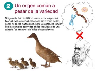 2 Un origen común a
        pesar de la variedad
Ninguno de los científicos que apostaban por las
teorías evolucionistas conocía la existencia de los
genes ni de las mutaciones, pero ya entonces intuían
que los cambios ocurridos en los individuos de una
especie “se transmitían” a los descendientes.
 