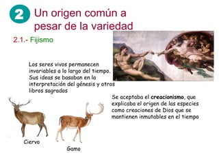 2 Un origen común a
       pesar de la variedad
2.1.- Fijismo


     Los seres vivos permanecen
     invariables a lo largo del tiempo.
     Sus ideas se basaban en la
     interpretación del génesis y otros
     libros sagrados
                                        Se aceptaba el creacionismo, que
                                        explicaba el origen de las especies
                                        como creaciones de Dios que se
                                        mantienen inmutables en el tiempo



   Ciervo
                    Gamo
 