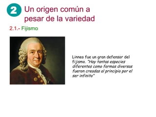 2 Un origen común a
      pesar de la variedad
2.1.- Fijismo




                   Linneo fue un gran defensor del
                   fijismo. “Hay tantas especies
                   diferentes como formas diversas
                   fueron creadas al principio por el
                   ser infinito”
 