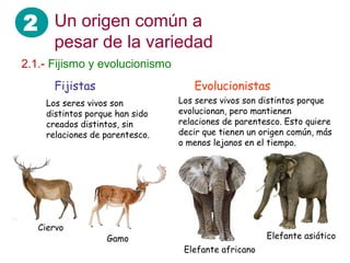 2 Un origen común a
      pesar de la variedad
2.1.- Fijismo y evolucionismo
      Fijistas                     Evolucionistas
    Los seres vivos son         Los seres vivos son distintos porque
    distintos porque han sido   evolucionan, pero mantienen
    creados distintos, sin      relaciones de parentesco. Esto quiere
    relaciones de parentesco.   decir que tienen un origen común, más
                                o menos lejanos en el tiempo.




   Ciervo
                  Gamo                               Elefante asiático
                                 Elefante africano
 