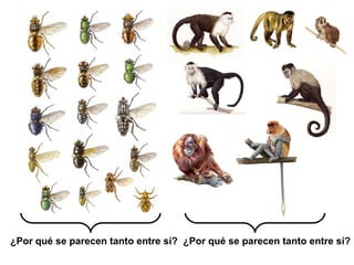 ¿Por qué se parecen tanto entre sí? ¿Por qué se parecen tanto entre sí?
 