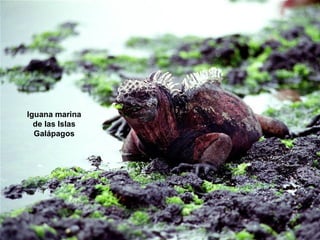Iguana marina
  de las Islas
  Galápagos
 