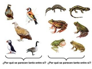 ¿Por qué se parecen tanto entre sí? ¿Por qué se parecen tanto entre sí?
 