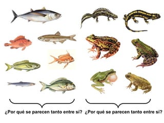 ¿Por qué se parecen tanto entre sí? ¿Por qué se parecen tanto entre sí?
 