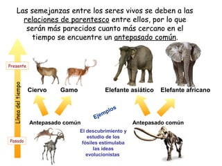 Las semejanzas entre los seres vivos se deben a las
          relaciones de parentesco entre ellos, por lo que
           serán más parecidos cuanto más cercano en el
             tiempo se encuentre un antepasado común.


Presente
  Línea del tiempo




                     Ciervo   Gamo             Elefante asiático   Elefante africano

                                                     s
                                             mp lo
                                          Eje
                     Antepasado común                      Antepasado común
                                     El descubrimiento y
                                        estudio de los
Pasado                                fósiles estimulaba
                                           las ideas
                                        evolucionistas
 