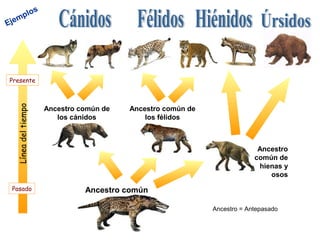lo              s
   mp
Eje




Presente
   Línea del tiempo




                          Ancestro común de   Ancestro común de
                             los cánidos          los félidos



                                                                                Ancestro
                                                                               común de
                                                                                hienas y
                                                                                   osos
 Pasado                             Ancestro común

                                                                  Ancestro = Antepasado
 
