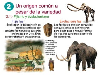 2 Un origen común a
         pesar de la variedad
 2.1.- Fijismo y evolucionismo
     Fijistas                                       Evolucionistas
  Explicaban la desaparición de              Los fósiles se explican porque los
          especies antiguas por              antiguos seres se extinguieron
catástrofes naturales que eran               para dejar paso a nuevas formas
      ordenadas por Dios. Eran               de vida que surgieron a partir de
catastrofistas y creacionistas.              las anteriores.
                                  El Mamut y
                                  otras criaturas
                                  se habrían
                                  extinguido por
                                  no haberse
                                  salvado del
                                  Diluvio en el
                                  Arca de Noé
 