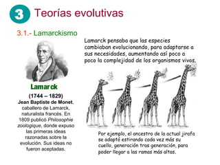 3 Teorías evolutivas
3.1.- Lamarckismo
                             Lamarck pensaba que las especies
                             cambiaban evolucionando, para adaptarse a
                             sus necesidades, aumentando así poco a
                             poco la complejidad de los organismos vivos.



      Lamar ck
     (1744 – 1829)
Jean Baptiste de Monet,
   caballero de Lamarck,
   naturalista francés. En
 1809 publicó Philosophie
zoologique, donde expuso
     las primeras ideas           Por ejemplo, el ancestro de la actual jirafa
    razonadas sobre la            se adaptó estirando cada vez más su
  evolución. Sus ideas no         cuello, generación tras generación, para
     fueron aceptadas.
                                  poder llegar a las ramas más altas.
 