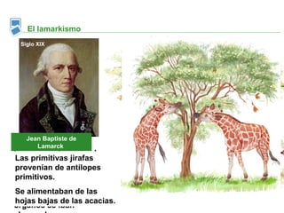 El lamarkismo
 Siglo XIX




   Jean Baptiste de
      Lamarck
En épocas de sequía las
 Los primitivas jirafas
 Las caracteres adquiridos,
jirafas estiraban el cuello y
 cuello y patasantílopes
 provenían de cada vez
las patas para alcanzar las
 más largos, eran
 primitivos.
hojas.
 transmitidos a la
 Se alimentaban de las
Debido al uso, de
 descendencia estos
 hojas bajas en generación.
 generación de las acacias.
órganos se iban
 
