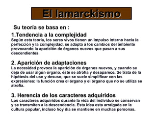 El lamarckismo
 Su teoría se basa en :
1.Tendencia a la complejidad
Según esta teoría, los seres vivos tienen un impulso interno hacia la
perfección y la complejidad, se adapta a los cambios del ambiente
provocando la aparición de órganos nuevos que pasan a sus
descendientes.

2. Aparición de adaptaciones
La necesidad provoca la aparición de órganos nuevos, y cuando se
deja de usar algún órgano, éste se atrófia y desaparece. Se trata de la
hipótesis del uso y desuso, que se suele simplificar con las
expresiones: la función crea el órgano y el órgano que no se utiliza se
atrofia.

3. Herencia de los caracteres adquiridos
Los caracteres adquiridos durante la vida del individuo se conservan
y se transmiten a la descendencia. Esta idea esta arraigada en la
cultura popular, incluso hoy día se mantiene en muchas personas.
 