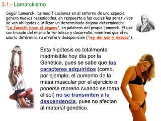 3.1.- Lamarckismo
 Según Lamarck, las modificaciones en el entorno de una especie
 genera nuevas necesidades, en respuesta a las cuales los seres vivos
 se ven obligados a utilizar un determinado órgano determinado:
 “La función hace el órgano”, en palabras del propio Lamarck. El uso
 continuado del mismo lo fortalece y desarrolla, mientras que el no
 usarlo determina su atrofia y desaparición (“ley del uso y desuso”).


                   Esta hipótesis es totalmente
                   inadmisible hoy día por la
                   Genética, pues se sabe que los
                   caracteres adquiridos (como,
                   por ejemplo, el aumento de la
                   masa muscular por el ejercicio o
                   ponerse moreno cuando se toma
                   el sol) no se transmiten a la
                   descendencia, pues no afectan
                   al material genético.
 