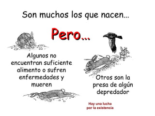 Son muchos los que nacen…

             Pero…
      Algunos no
encuentran suficiente
  alimento o sufren
   enfermedades y           Otros son la
       mueren              presa de algún
                            depredador
                         Hay una lucha
                        por la existencia
 