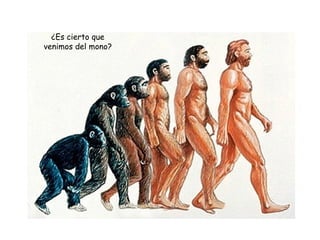 ¿Es cierto que
venimos del mono?
 