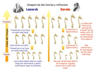 Compara las dos teorías y reflexiona

                                       Lamar ck                       Dar win


Presente
                                                                                              La Selección
                                                                                               Natural se
                                                                                               encarga de
                                                                             Luchan por la
  Línea del tiempo




                     Transmiten a los hijos                                                  eliminar las de
                      un cuello más largo                                    supervivencia   cuello corto. El
                                                                                             cuello largo se
                                                                                             va extendiendo
                                                                                              en la especie


                     Usan mucho su cuello                                    Luchan por la        Sólo
                     Transmiten a los hijos                                  supervivencia    sobreviven y
                      un cuello más largo                                                    se reproducen
                                                                                              las de cuello
Pasado                                                                                          más largo


                         Las jirafas desarrollan un cuello     Hay una variabilidad dentro
                          largo por esforzarse y usarlo           de la especie: algunas
                          mucho para coger su alimento           nacen con el cuello más
                                                                          largo.
 