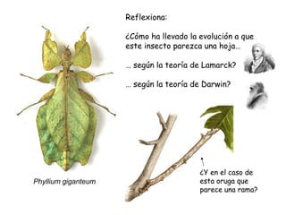 Reflexiona:

                     ¿Cómo ha llevado la evolución a que
                     este insecto parezca una hoja…

                     … según la teoría de Lamarck?

                     … según la teoría de Darwin?




                                         ¿Y en el caso de
Phyllium giganteum                       esta oruga que
                                         parece una rama?
 
