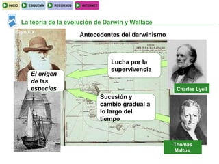 INICIO     ESQUEMA   RECURSOS   INTERNET




         La teoría de la evolución de Darwin y Wallace
    Siglo XIX
                                Antecedentes del darwinismo



                                              Lucha por la
                                              supervivencia
            El origen
            de las
            especies                                           Charles Lyell
                                           Sucesión y
                                           cambio gradual a
                                           lo largo del
                                           tiempo



                                                              Thomas
                                                              Maltus
 