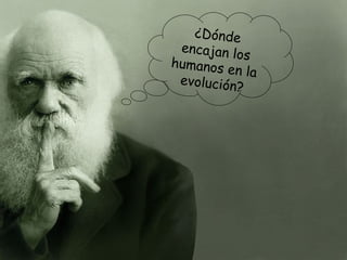 ¿Dónde
 encajan lo
            s
humanos e
          n la
 evolución?
 