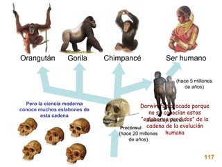 Orangután        Gorila      Chimpancé              Ser humano


                                                ?       (hace 5 millones
                                                            de años)


  Pero la ciencia moderna                  Darwin fue atacado porque
conoce muchos eslabones de
                                                no se conocían estos
        esta cadena
                              ?             “eslabones perdidos” de la
                                               Australopithecus
                                   Procónsul cadena de la evolución
                                  (hace 20 millones    humana
                                     de años)


                                                                    117
 