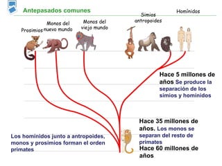 Antepasados comunes                                 Homínidos
                                           Simios
                            Monos del    antropoides
              Monos del
                           viejo mundo
   Prosimios nuevo mundo




                                                   Hace 5 millones de
                                                   años Se produce la
                                                   separación de los
                                                   simios y homínidos



                                          Hace 35 millones de
                                          años. Los monos se
Los homínidos junto a antropoides,        separan del resto de
monos y prosimios forman el orden         primates
primates                                  Hace 60 millones de
                                          años
 