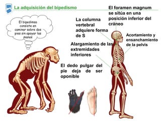 La adquisición del bipedismo                 El foramen magnum
                                             se sitúa en una
                            La columna       posición inferior del
   El bipedimso
    consiste en             vertebral        cráneo
caminar sobre dos           adquiere forma
pies sin apoyar las
       manos                de S                     Acortamiento y
                                                     ensanchamiento
                          Alargamiento de las        de la pelvis
                          extremidades
                          inferiores

                      El dedo pulgar del
                      pie deja de ser
                      oponible
 