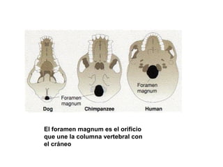 El foramen magnum es el orificio
que une la columna vertebral con
el cráneo
 