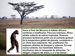 Hacia el final del Mioceno el hábitat africano
comienza a modificarse. Para ese entonces, África
estaba cubierta de selvas tropicales. Diversos
procesos tectónicos, junto con el aumento gradual
de la temperatura global del planeta, condujeron a
un clima seco estacional. Así, proliferaron los
espacios abiertos de bosques y sabanas. En este
nuevo contexto, los homínidos debieron
movilizarse más en búsqueda de alimentos: "lo
obligan a bajarse del árbol y a ir a los llanos".
 