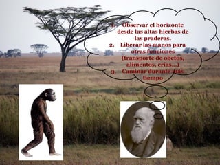 1.  Observar el horizonte
   desde las altas hierbas de
         las praderas.
2. Liberar las manos para
        otras funciones
    (transporte de obetos,
      alimentos, crías…)
 3. Caminar durante más
            tiempo
 
