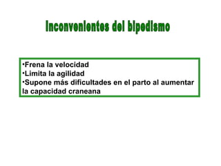 •Frena la velocidad
•Limita la agilidad
•Supone más dificultades en el parto al aumentar
la capacidad craneana
 