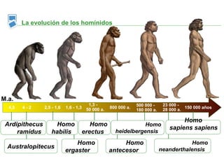 La evolución de los homínidos




M.a.
                                          1,3 -                   500 000 -     23 000 -
  4,5   4-2     2,5 - 1,6   1,6 - 1,3    50 000 a.   800 000 a.                           150 000 años
                                                                  180 000 a.    28 000 a.

                                                                                       Homo
 Ardipithecus       Homo                   Homo                   Homo
                                                                                  sapiens sapiens
     ramidus       habilis              erectus        heidelbergensis

                                Homo                      Homo                             Homo
  Australopitecus                                                              neanderthalensis
                            ergaster                 antecesor
 