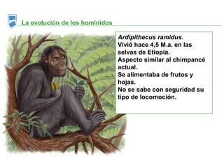 La evolución de los homínidos

                                Ardipithecus ramidus.
                                Vivió hace 4,5 M.a. en las
                                selvas de Etiopía.
                                Aspecto similar al chimpancé
                                actual.
                                Se alimentaba de frutos y
                                hojas.
                                No se sabe con seguridad su
                                tipo de locomoción.
 