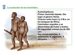 La evolución de los homínidos

                                Australopitecus.
                                Primer homínido bípedo. Dio
                                lugar al género Homo.
                                Vivieron entre hace 4 y 2 M.a. en
                                los bosques de África.
                                Caminaban erguidos y se
                                alimentaban de frutos y brotes.
                                Su capacidad craneal era de 500
                                cm3.
                                Hay varias especies: A
                                anamensis, A. afarensis, A.
                                africanus…
 