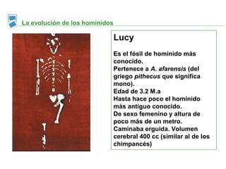 La evolución de los homínidos

                                Lucy
                                Es el fósil de homínido más
                                conocido.
                                Pertenece a A. afarensis (del
                                griego pithecus que significa
                                mono).
                                Edad de 3.2 M.a
                                Hasta hace poco el homínido
                                más antiguo conocido.
                                De sexo femenino y altura de
                                poco más de un metro.
                                Caminaba erguida. Volumen
                                cerebral 400 cc (similar al de los
                                chimpancés)
 
