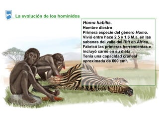 La evolución de los homínidos
                                Homo habilis.
                                Hombre diestro
                                Primera especie del género Homo.
                                Vivió entre hace 2,5 y 1,6 M.a. en las
                                sabanas del valle del Rift en África.
                                Fabricó las primeras herramientas e
                                incluyó carne en su dieta .
                                Tenía una capacidad craneal
                                aproximada de 600 cm3.
 