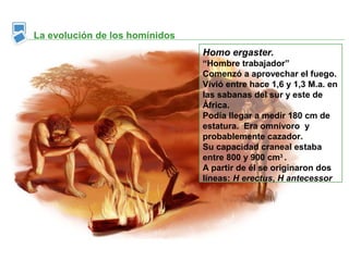 La evolución de los homínidos
                                Homo ergaster.
                                “Hombre trabajador”
                                Comenzó a aprovechar el fuego.
                                Vivió entre hace 1,6 y 1,3 M.a. en
                                las sabanas del sur y este de
                                África.
                                Podía llegar a medir 180 cm de
                                estatura. Era omnívoro y
                                probablemente cazador.
                                Su capacidad craneal estaba
                                entre 800 y 900 cm3 .
                                A partir de él se originaron dos
                                líneas: H erectus, H antecessor
 